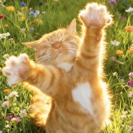 LongPort - 花开富贵66