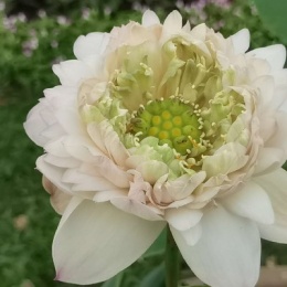 LongPort - 新用户_lIUcCO