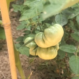 LongPort - 江南楚留香