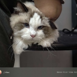 LongPort - 妖白与茶色