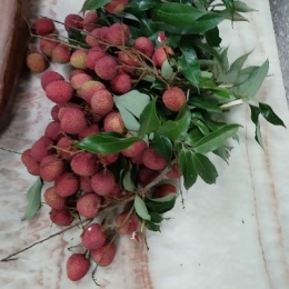 LongPort - wanjia503