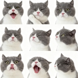 LongPort - kitty_PHD