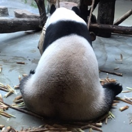 LongPort - 林森森