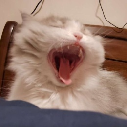 LongPort - 大富大贵大富贵