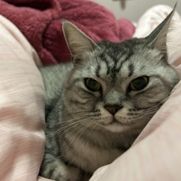 LongPort - 美股猎手