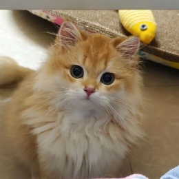 LongPort - 烤奶有毒