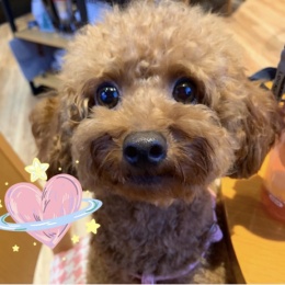 LongPort - 会飞的牛牛牛