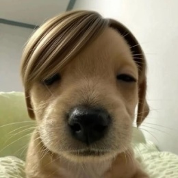 LongPort - 小刀锯大树