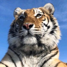 LongPort - 知足常乐888