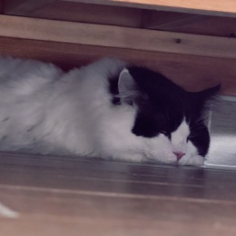 LongPort - 追高头号韭菜