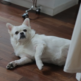 LongPort - 大头诺诺