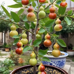 LongPort - 新用户_3wf0RU