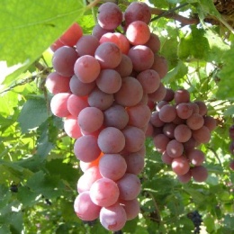 LongPort - 新用户_W7otiR