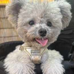 LongPort - 打新破发哥！