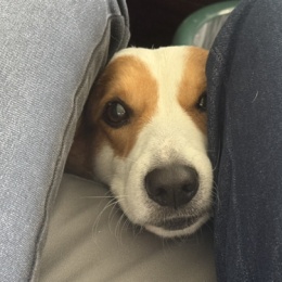 LongPort - 超绝阿呆狗