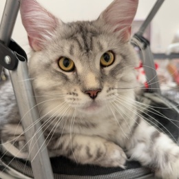 LongPort - 曬冷王