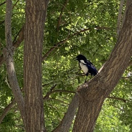 LongPort - 就是要赚钱