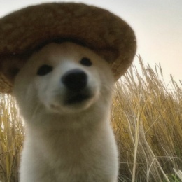 LongPort - 勤勤恳恳虾饺皇