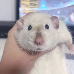 LongPort - 爱蹲才会赢