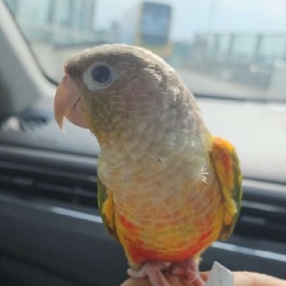 LongPort - 新用戶Shirley