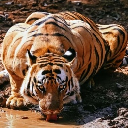 LongPort - 新用户_zLK5ks