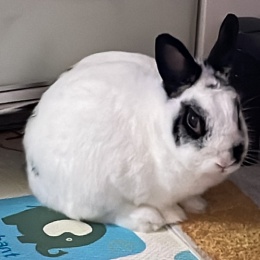 LongPort - KarenChan