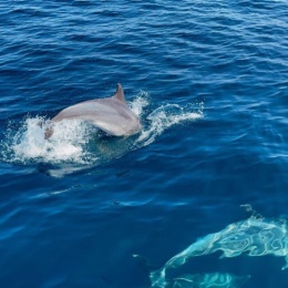 Longbridge - 旧识先生