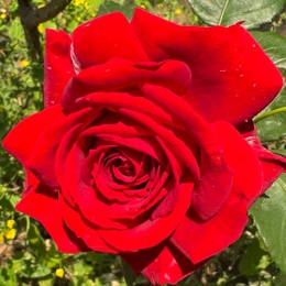 LongPort - 沐风灬