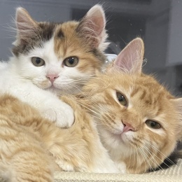 LongPort - 长桥第一突破手