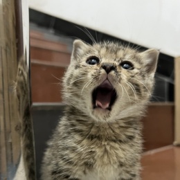 Roaring_Kitty2