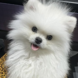 LongPort - Terence_sze