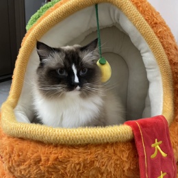 LongPort - 发哥的投资生活