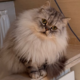 LongPort - 阿米巴星人