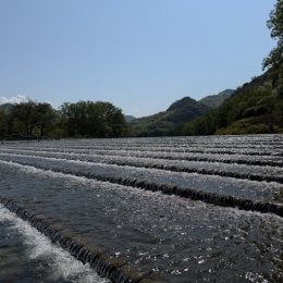 LongPort - 原味清凉薄荷