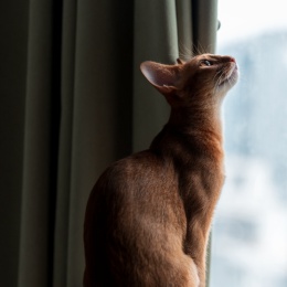 LongPort - 华尔街只羊