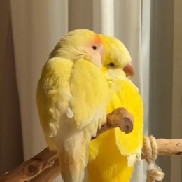 LongPort - luckyGoldie