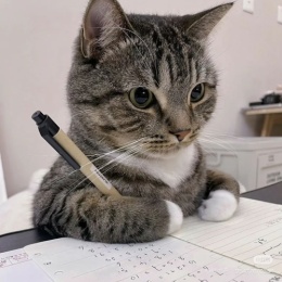 LongPort - 白股小炒