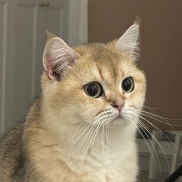 Longbridge - Amymini520