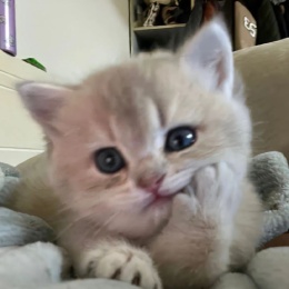 LongPort - Amymini520