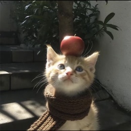 LongPort - Amymini520