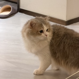 LongPort - AA吃香菜的小学生