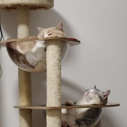 LongPort - 一起踏踏实实