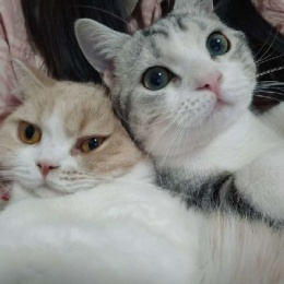 LongPort - 一起踏踏实实