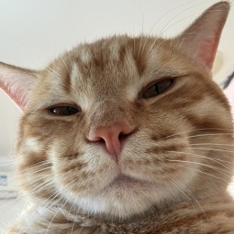 LongPort - 炒股养猫2026