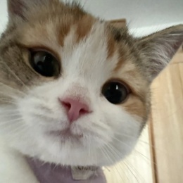 LongPort - 炒股养猫2026