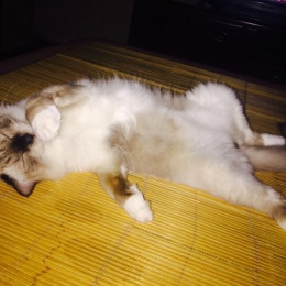 LongPort - 大白菜