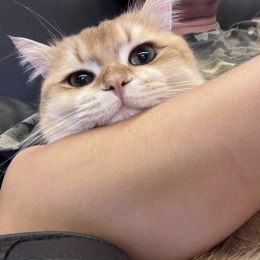 LongPort - 咆哮的小猫