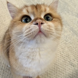 咆哮小喵