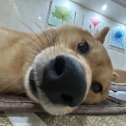 LongPort - 入股市这辈子最大的错