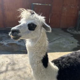 LongPort - Nima Capital